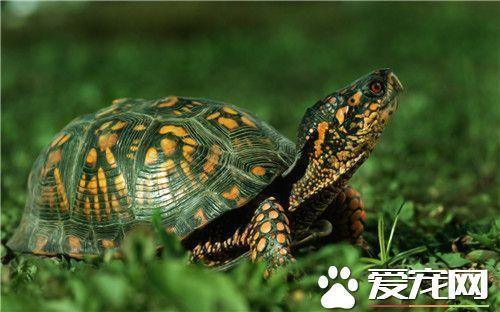 家里养什么龟好 巴西龟饲养起来比较简单