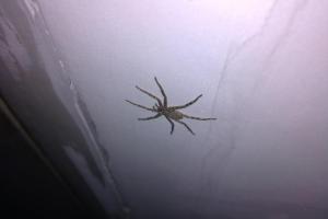 家里经常看到趴在墙上的很扁的蜘蛛,给能告诉我这是神马蜘蛛啊,有毒没
