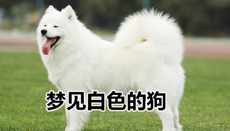 梦见白色的狗什么意思是好兆头吗