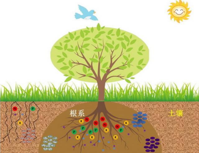 土壤是植物的母亲