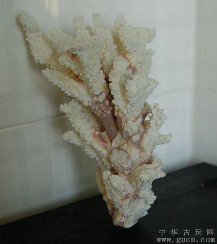白珊瑚一棵 - 中华古玩网 - 古董收藏,古玩收藏
