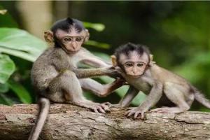 男属马女属猴是否相配 男属马女属猴婚配如何