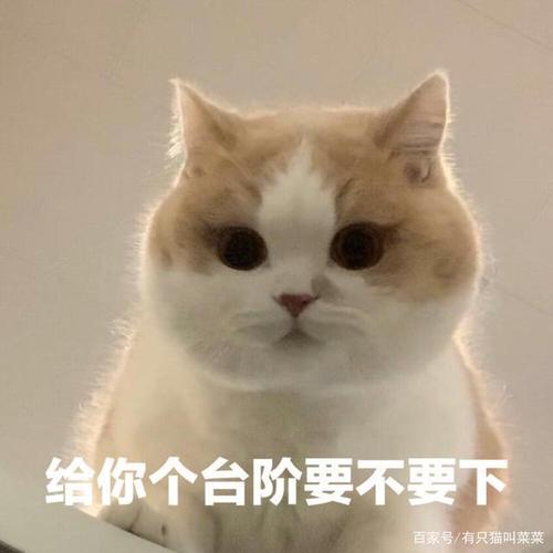 养猫之后,取名也是一件比较重要的事情,我家猫去接的时候,前主人没有