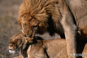 狮子交配人类和猫科动物有何不同