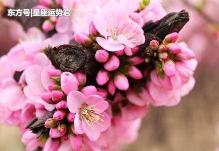 桃花运最好的3个生肖年龄越大桃花越旺