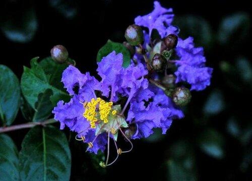 紫薇什么品种最好-植物说