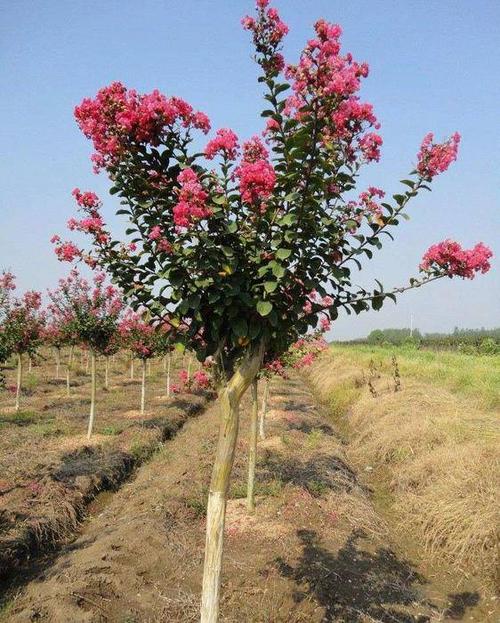 紫薇_地径9cm_价格350元_夏溪花木网_夏溪花木市场官网