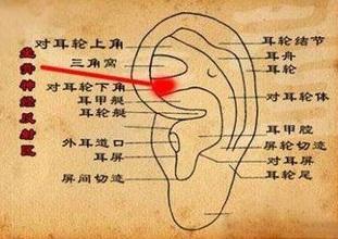 主治低血压,虚脱.耳尖:将耳轮向耳屏对折时,耳部上尖端处.
