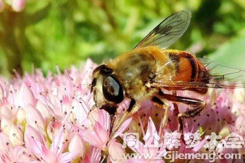 梦见蜜蜂死了是什么意思_梦到蜜蜂死了好不好_大鱼解梦网