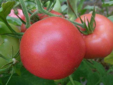 梦见自己摘熟的西红柿