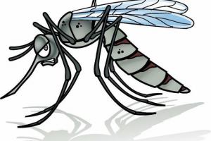 蚊子会产生什么影响,人类可以将其全部灭绝吗?
