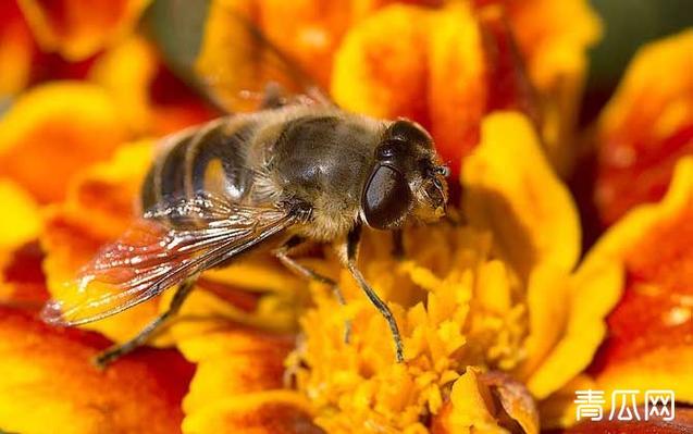 蜜蜂和蚂蚁有什么区别?