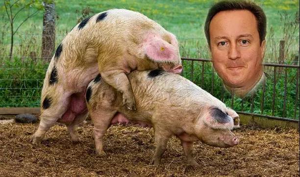 英国首相卡梅伦遭仇家爆料当年真的x过猪整个英国已凌乱