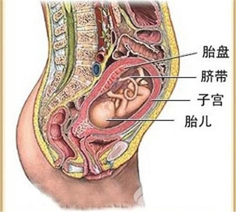 揭秘胎盘该吃该埋还是该扔