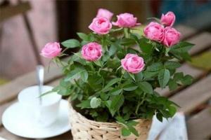 玫瑰花放家哪里风水好可放客厅增加桃花