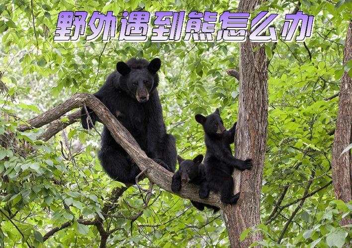 bc野外遇到熊怎么办(黑熊/棕熊)