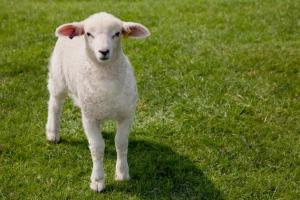 91年的羊是什么命91年出生的羊一生命运如何