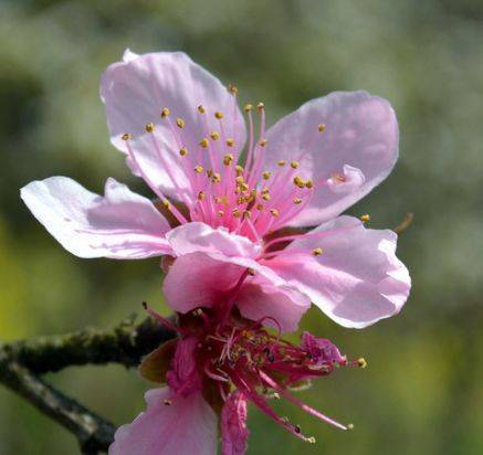 原创心理测试4朵桃花凭感觉选一朵测出你最近是否有桃花运