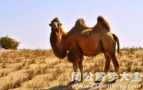 梦见骆驼是什么意思_梦到骆驼好不好_大鱼解梦网