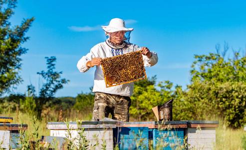 养蜂场概念.养蜂人采蜜照片