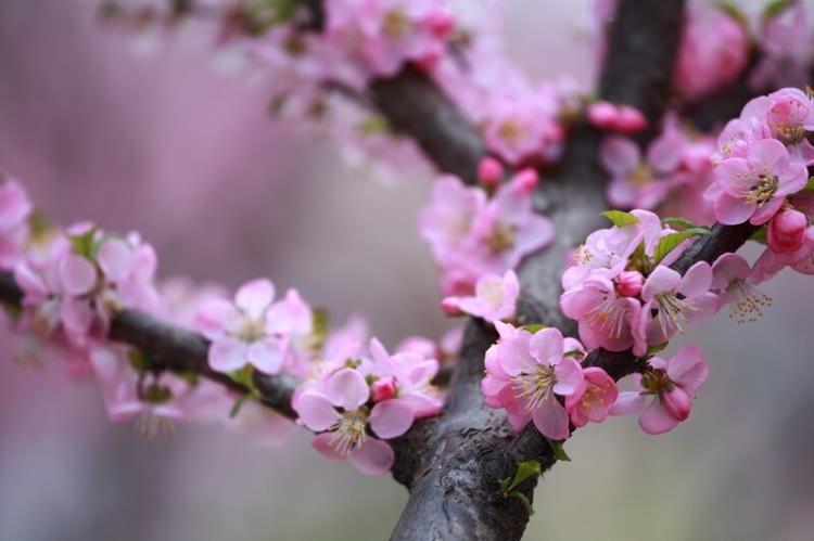 八字里什么是代表桃花运