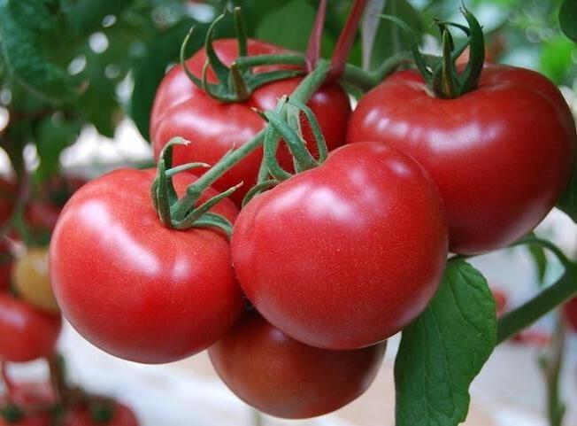 梦见好多熟了的西红柿是什么意思梦见吃西红柿预兆