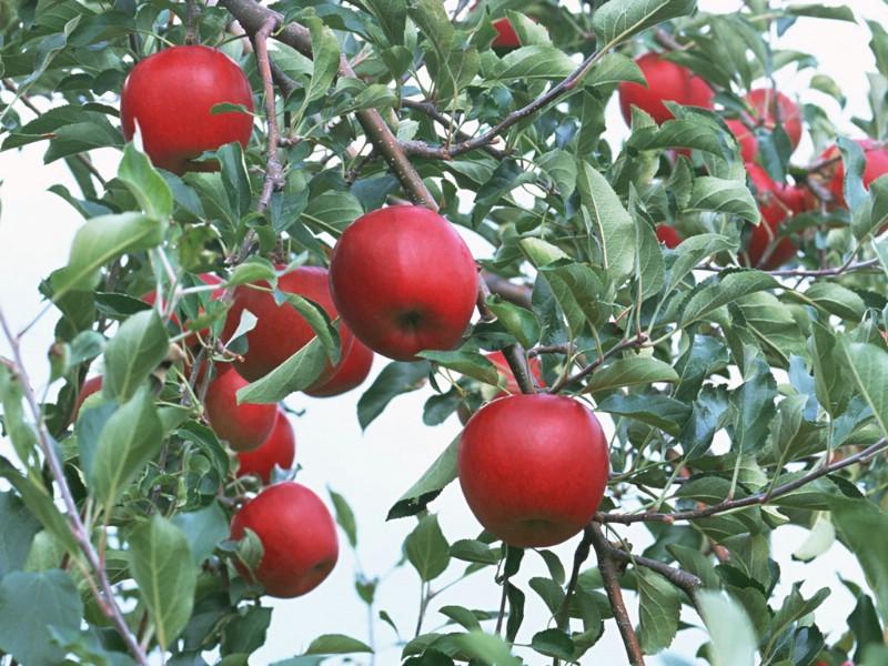 硕果累累 苹果篇 苹果树上的红苹果 stock phot