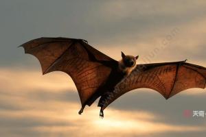 蝙蝠飞进家里预示什么 蝙蝠飞进家预示什么呢