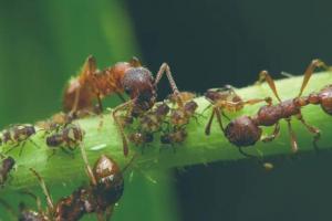 几只威风凛凛的蚂蚁,它们谨慎地在植物上巡逻,而它们饲养的动物是蚜虫