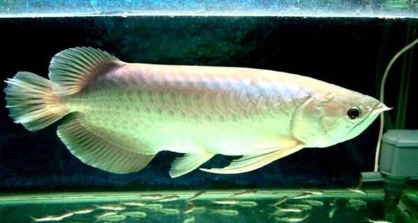 【银龙鱼】银龙鱼的风水学应用_银龙鱼的鱼缸摆放位置_生活百科-保障