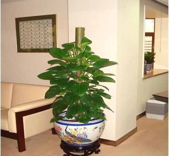 客厅适合摆放什么植物摆放植物禁忌有哪些