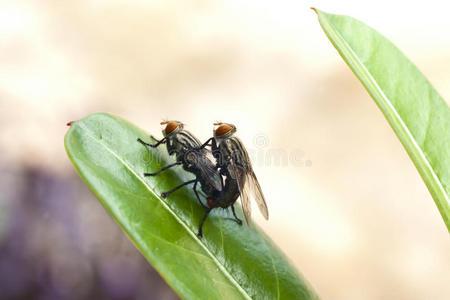 两只苍蝇配对,对苍蝇交配期的特写摄影.