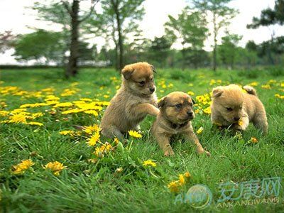 1958年属狗的是什么命1958年属狗人的命运