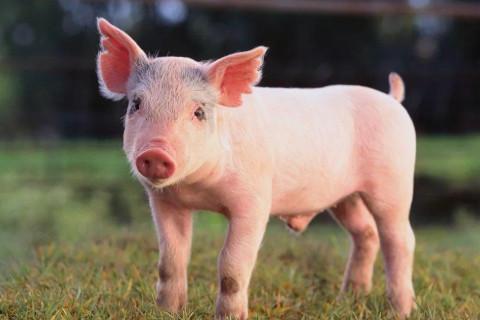 梦见一群猪,这是一个吉利的预兆,预示着最近的家里会有新生儿诞生.