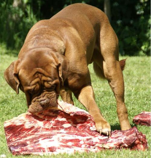 狗狗只吃肉不吃狗粮怎么办