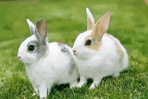 属兔和什么属相是最佳婚配同年龄属兔1987年4月25号的和什么属相相