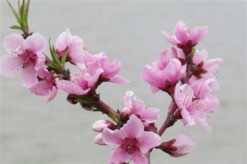 提升桃花运男人适用的方法介绍