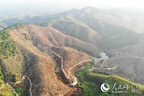 广西上思县那琴乡,那通村逢通屯和标榜村两个油茶种植基地,几座连片山