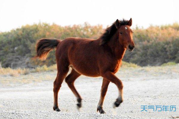 生肖马的婚姻与爱情 生肖马一辈子的婚姻与爱情