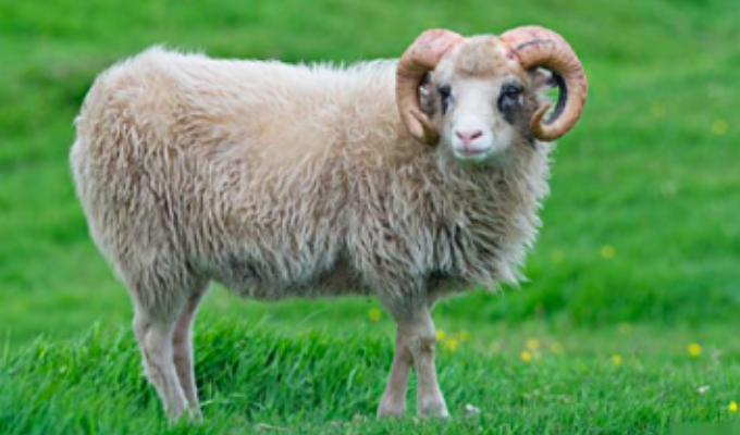 属羊人今后十年大运 属羊人一生的命运如何