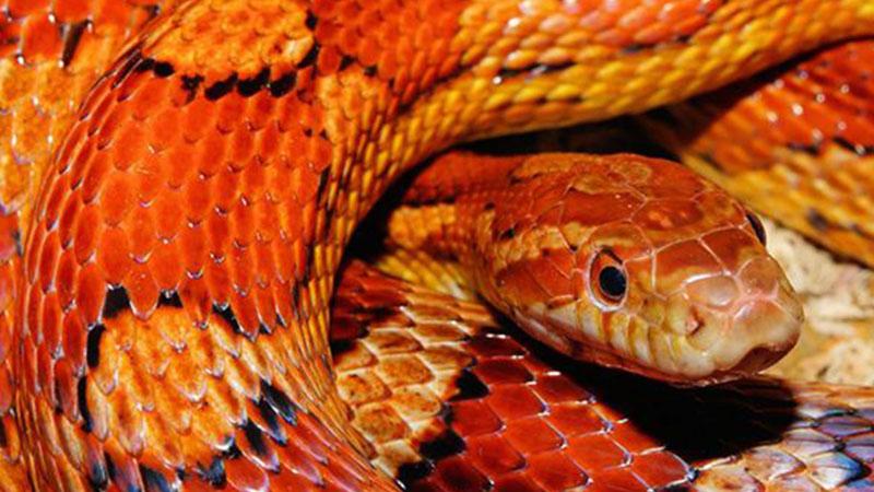 血型 相关 女人梦到红色的蛇是什么意思      孕妇梦见红蛇,预示着你