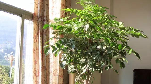 龙树能放家里客厅养对风水好吗过年这八种植物养在家里