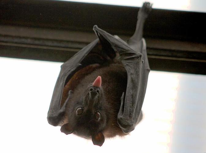 蝙蝠进家里什么征兆-蝙蝠飞进屋里是吉是凶_亲亲宝贝网