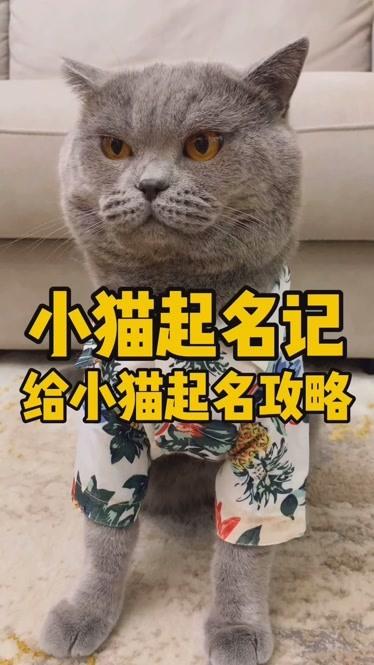 小猫起名记你家小猫叫什么名字呢