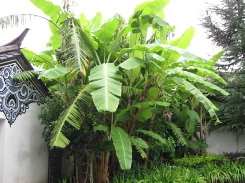 [分享]从蕉倚孤石,绿映闲庭宇,芭蕉在园林中怎么种