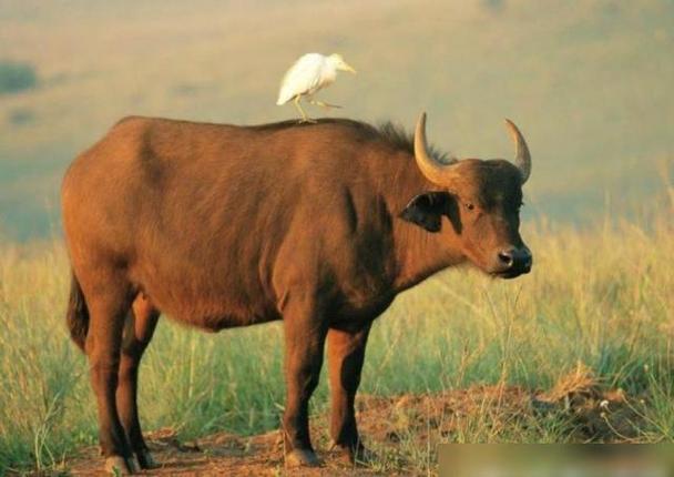 生肖牛2023年本命年运势大全属牛人在牛年每月运程