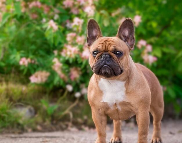 法国斗牛犬聪明吗,相当于人类几岁_法斗百科_狗扑法国斗牛犬网