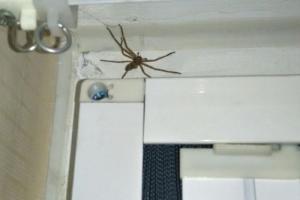 这是什么蜘蛛啊在我卧室它是不是能吃蟑螂