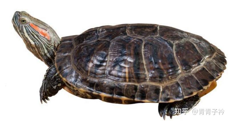 除了巴西龟还有哪些比较特别或者常见的乌龟