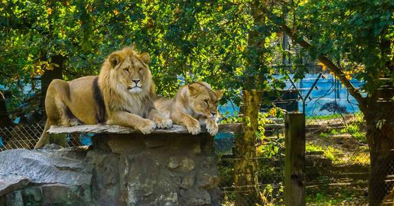 美丽狮子来自非洲之行狮子夫妇躺在岩石上,雌雄配对,来自非洲的野猫